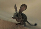 test_image